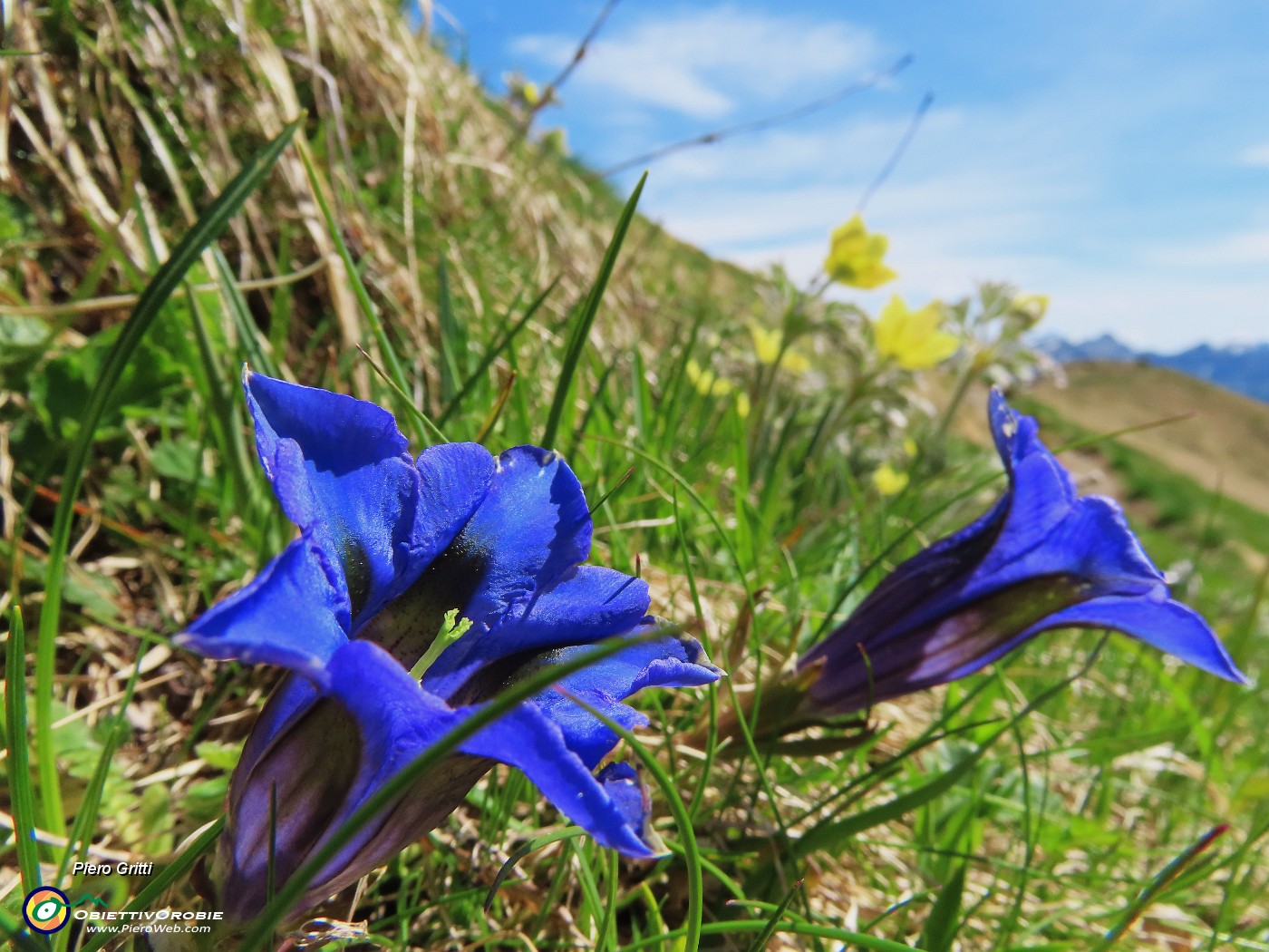 32 Gentiana acaulis (Genziana di Koch) con Pulsatilla alpina sulphurea.JPG